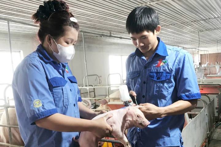 Đắk Lắk bảo đảm tối thiểu 80% đàn vật nuôi được tiêm đủ vacxin